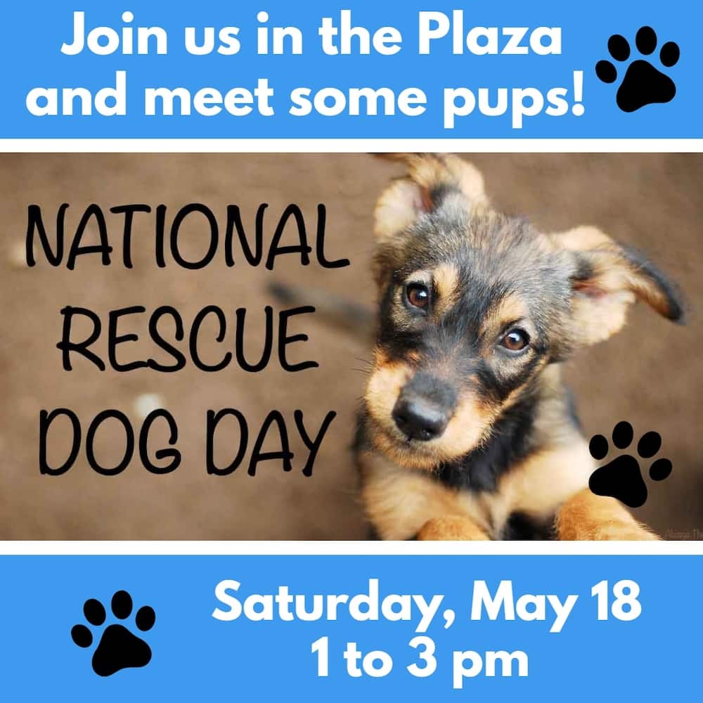 Dog Rescue Day The Wheeling Town Center